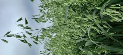 Click for 3 image(s) for this accession. Panicle